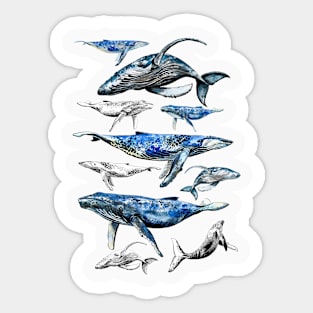 whales Sticker